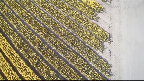 4K- Beautiful Tulip Flower Field And Festival