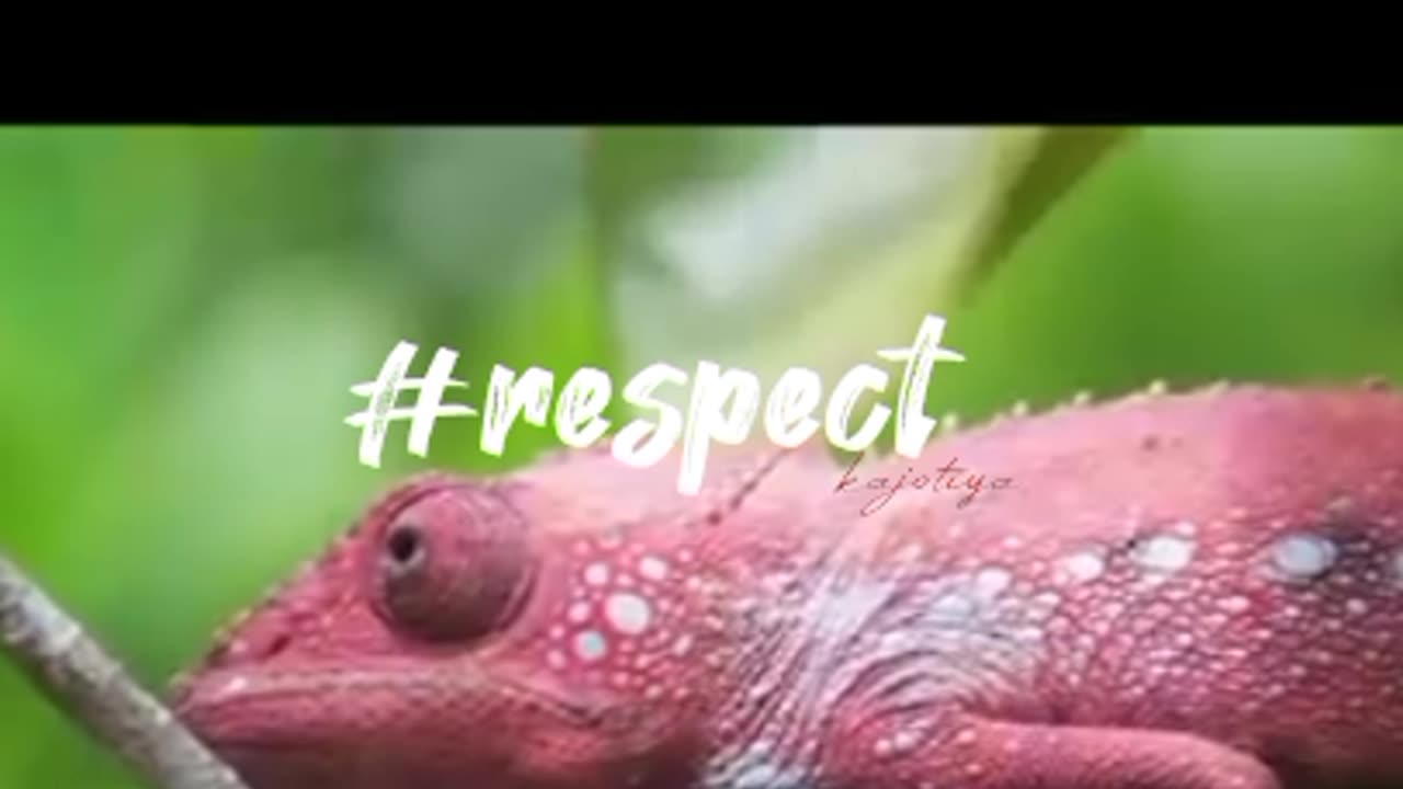 Camaeleon animal 😱😱 colourfull creature #viral #trending