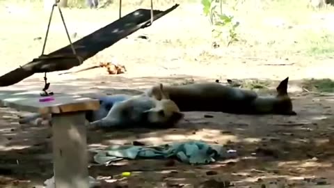 Funny dog video 😂😂😂
