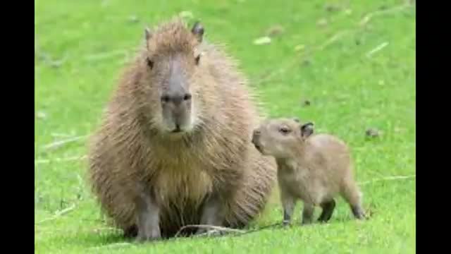 Capybara Montage 3