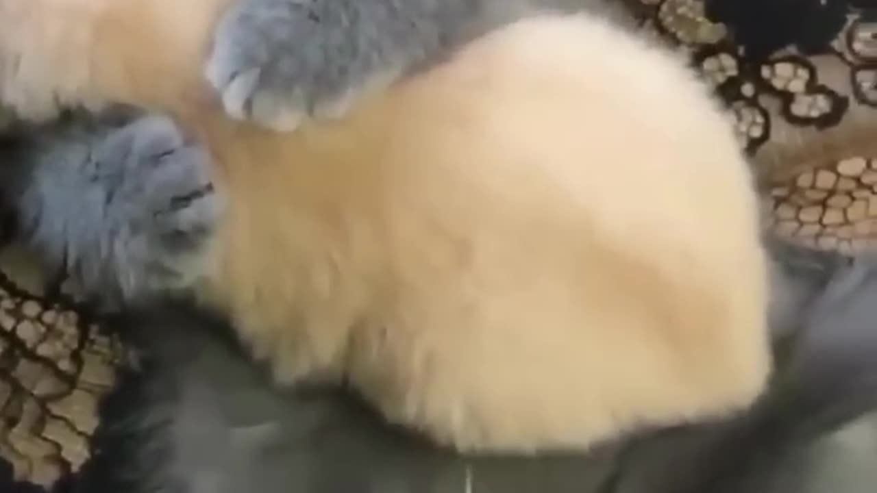 Cute kitten hugs puppy