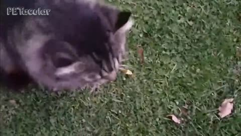 Cats Meowing Compilation