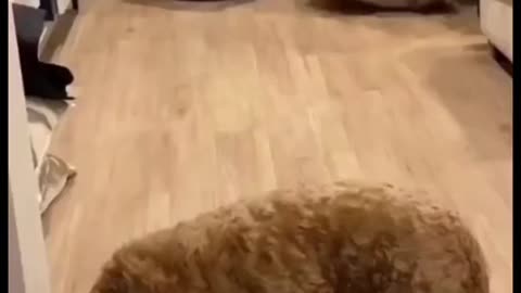 Funny pets and cat 2023