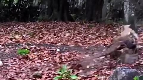 The Crazy animal
