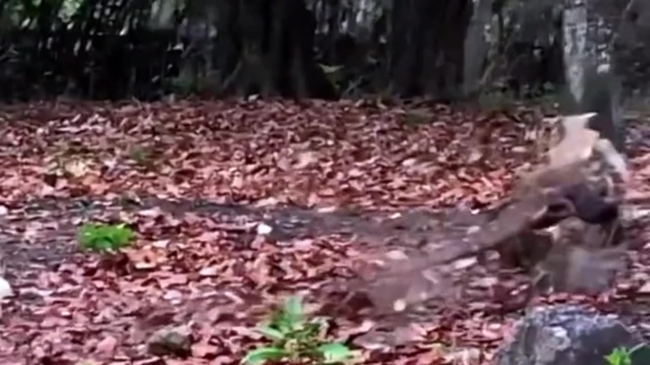 The Crazy animal