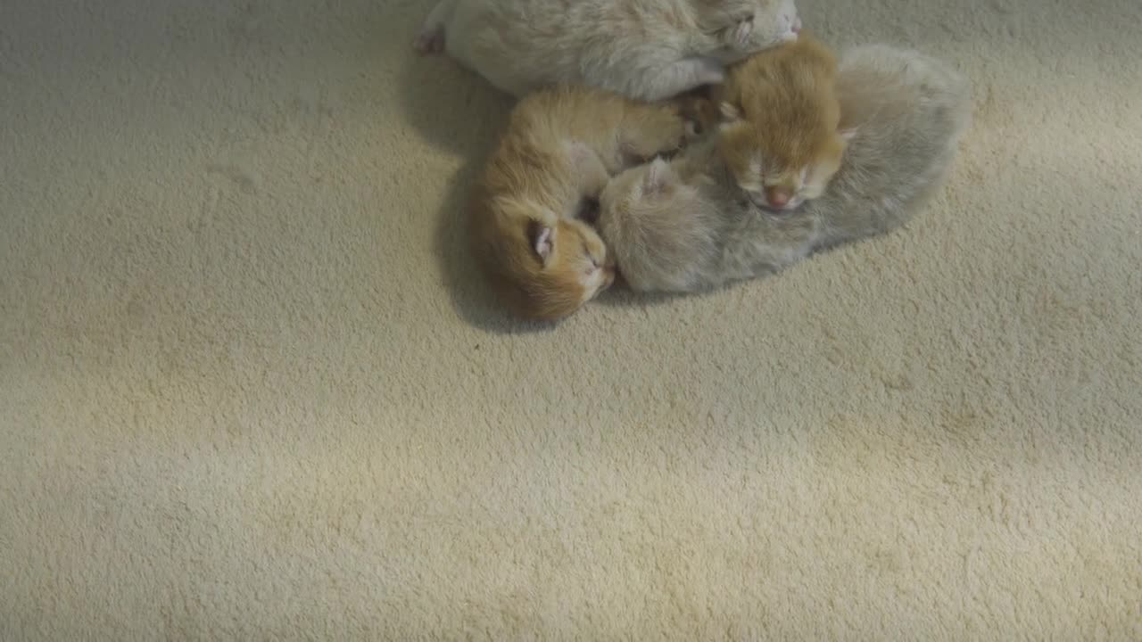 so, dangerous! Kitten Pudding Fights with Human to Protect sleeping Babys