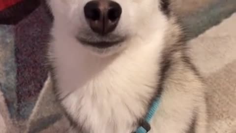 Smart husky show you how to shake ear