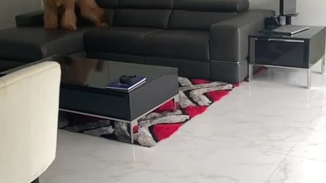 What do you do when a bear charges you
