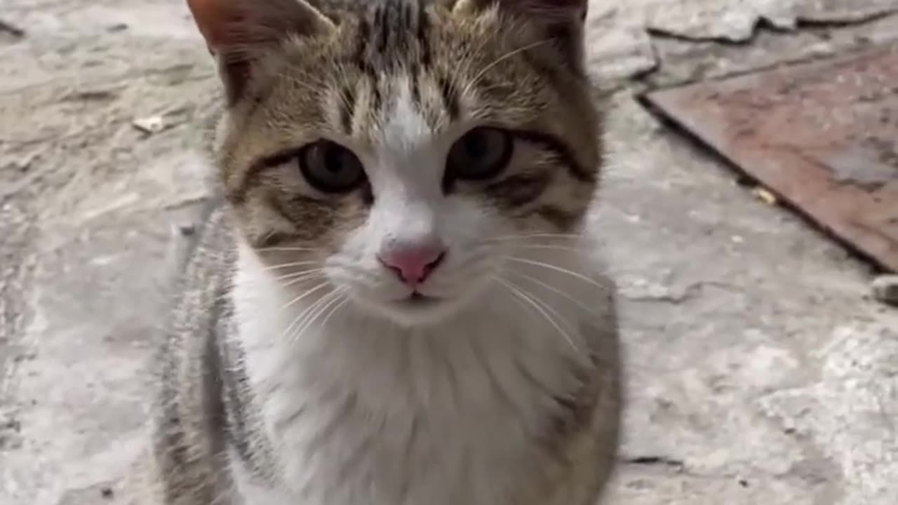 cat sounds to attract cats