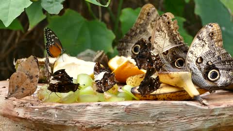 Butterflies eating fruit