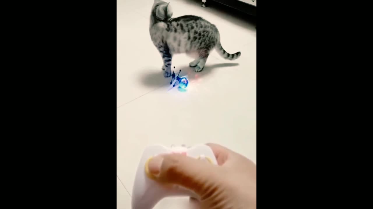 Funny cat's