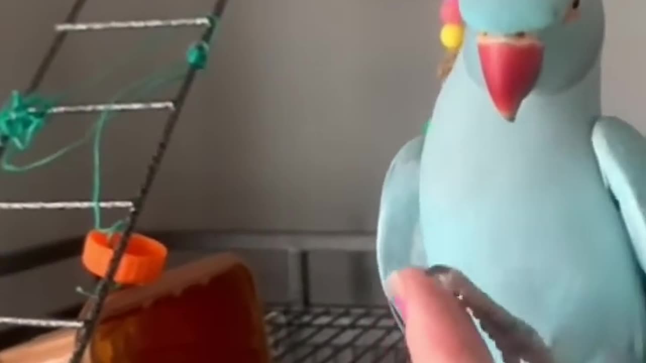 Beautiful parrot talking