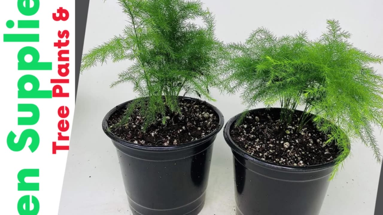 Two Fern Leaf Plumosus Asparagus Fern 4.5 Unique Design Pot | #gadgets | #shorts