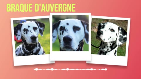 Braque d'Auvergne Dog Breed Information