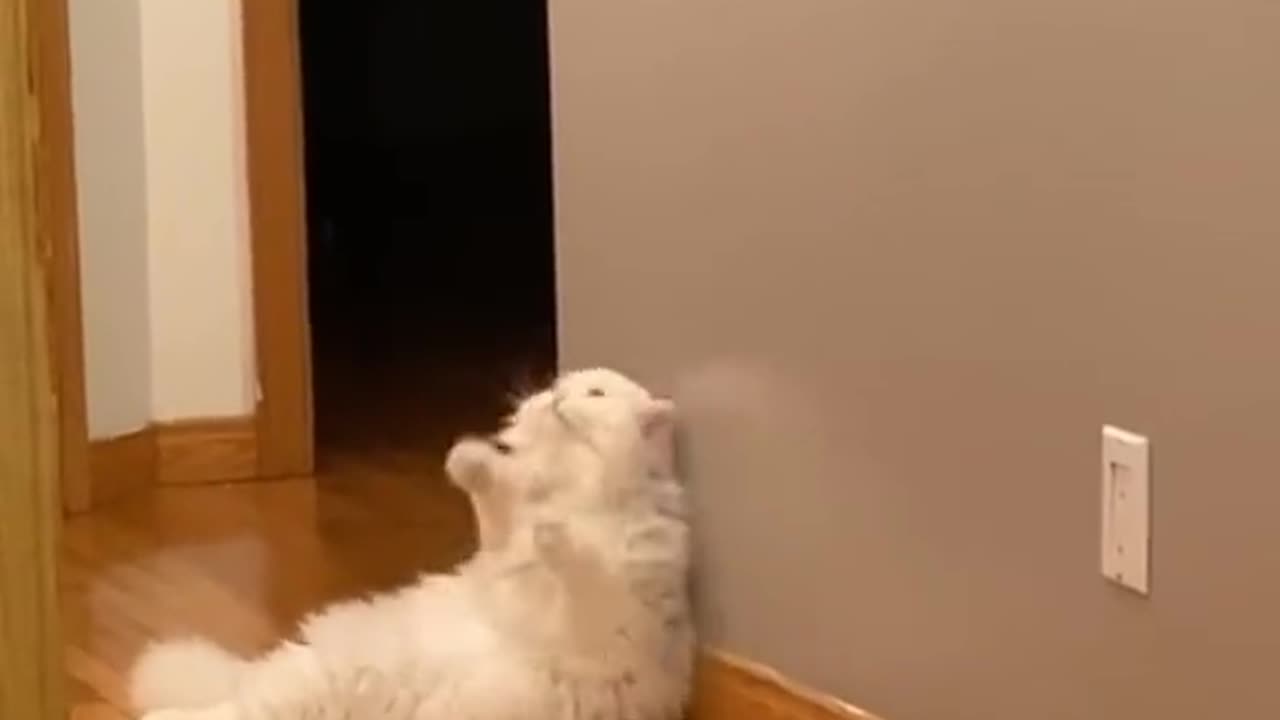 Video no. 34 you get a surprise in one of our videos stay tuned