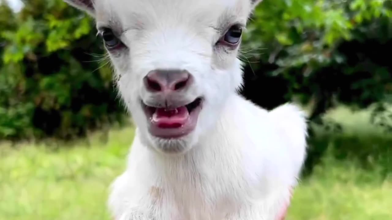 Funny animal