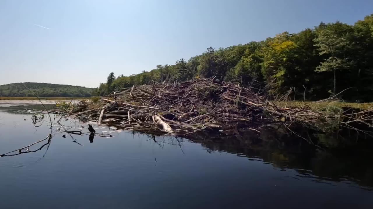 Beaver Lodge