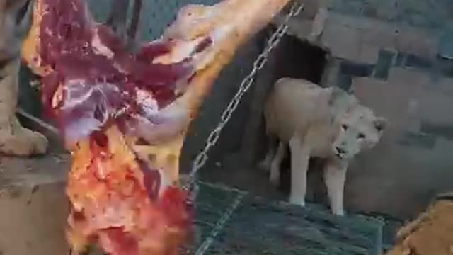 2lion eat food in fight