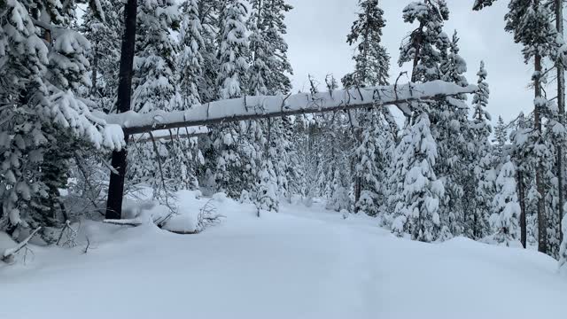 The World's Easiest Game of Limbo – Central Oregon – Vista Butte Sno-Park – 4K