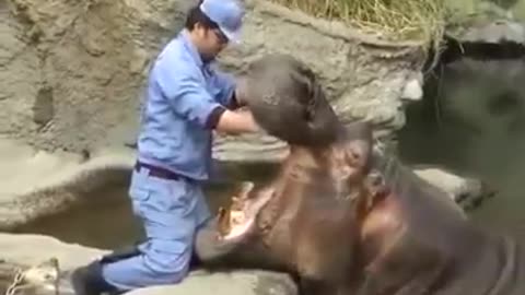 It's a very hard job taking care of hippos