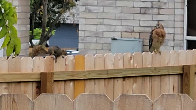 Squirrel versus Hawk