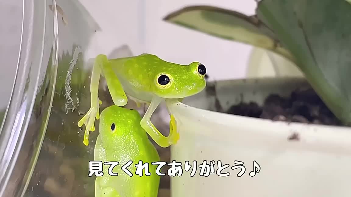 【癒し】フライシュマンアマガエルモドキが可愛すぎる