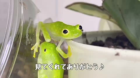 【癒し】フライシュマンアマガエルモドキが可愛すぎる