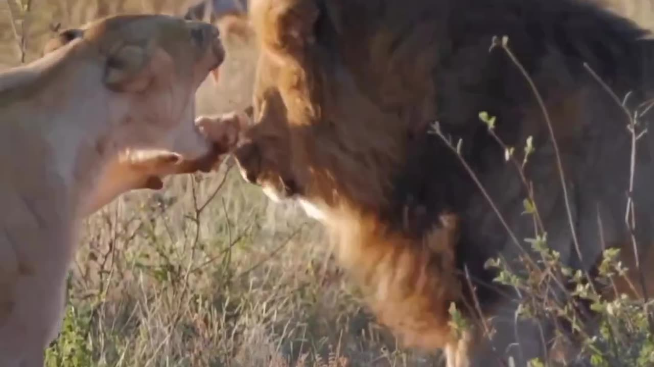 Animal fight| lioness vs lion