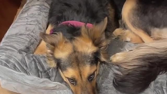rescue dog’s first bed