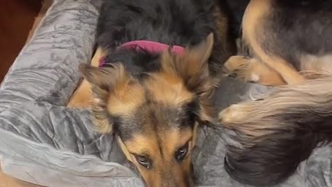 rescue dog’s first bed