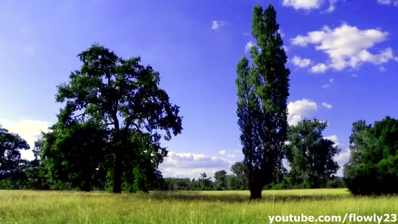 🧘 15 Minute Nature Sounds Meditation