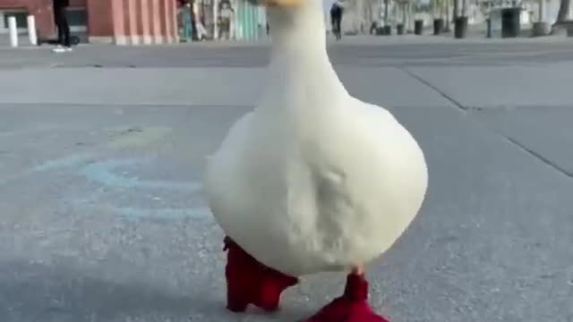 HUPPY CUTE DUCK