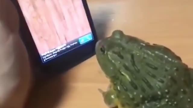 Trick the frog and you get punished