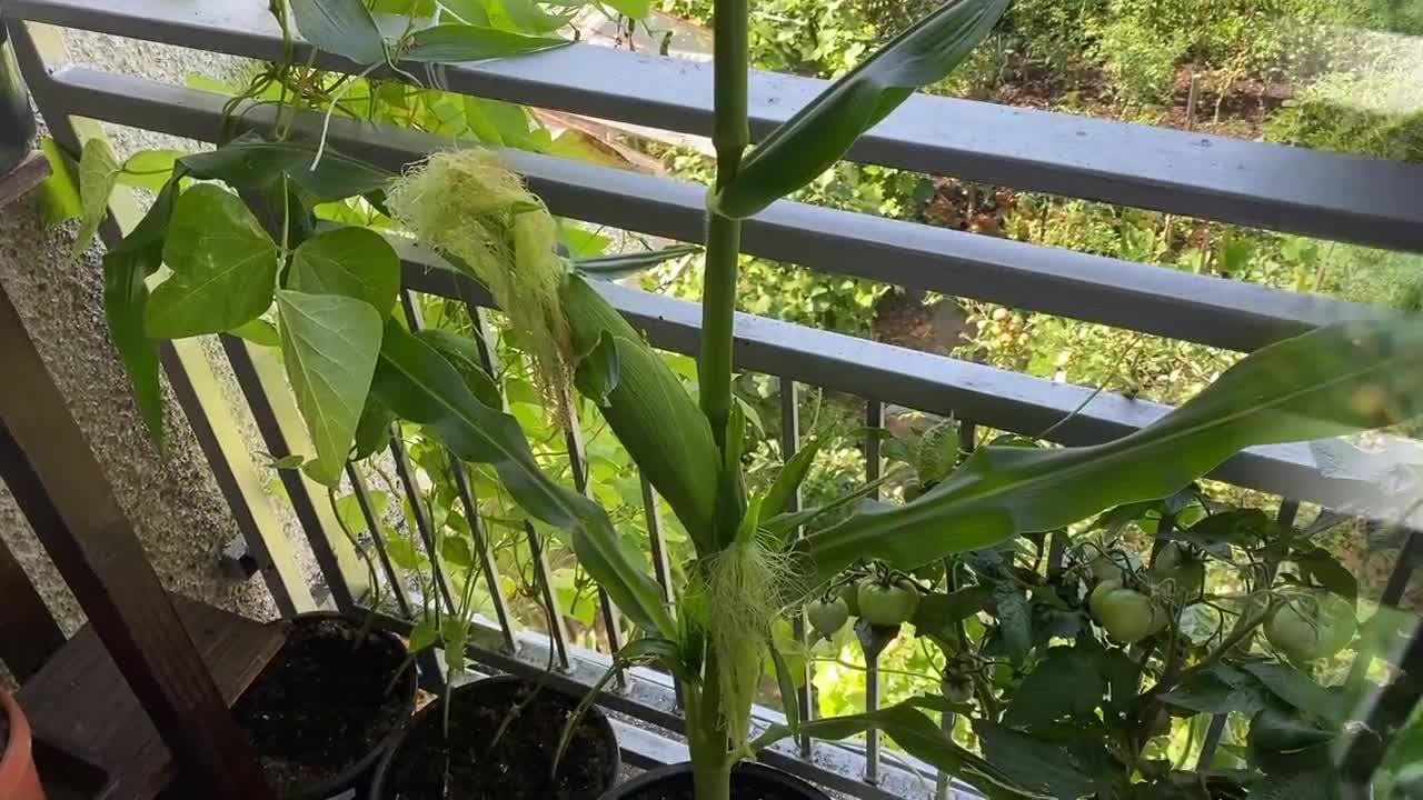 How to Grow Corn in Containers