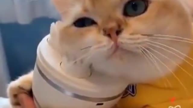 Baby Cats - Cute and Funny Dog Videos Compilation Aww Animals 2021