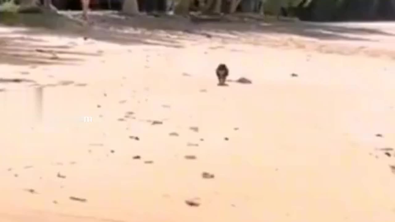 If you want to laugh a lot, watch this video