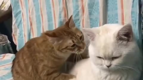 Funny cat