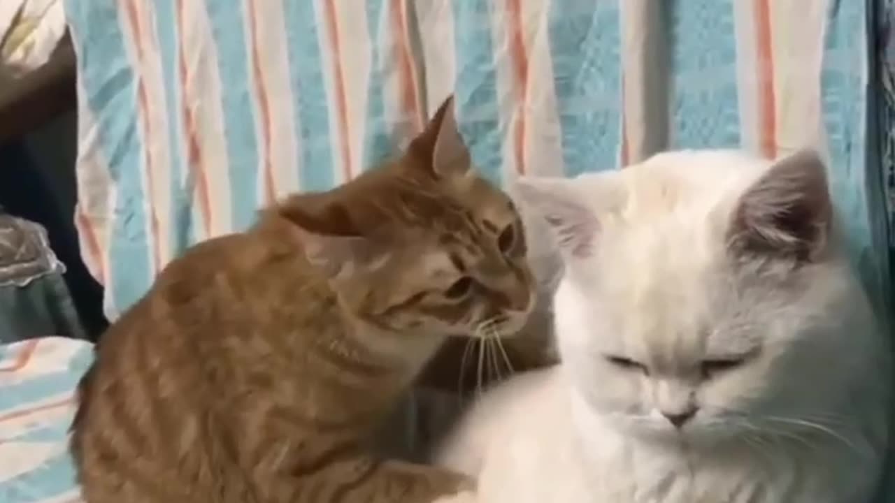 Funny cat