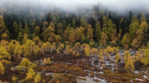 Scenery of Amazon Forest