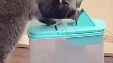 You will Laugh So Hard 🤣 Funny Cat Videos