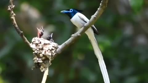 Bird with ribbon