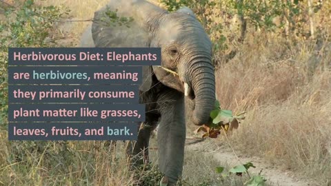 Fact about elephants || elephants are the largest land animal