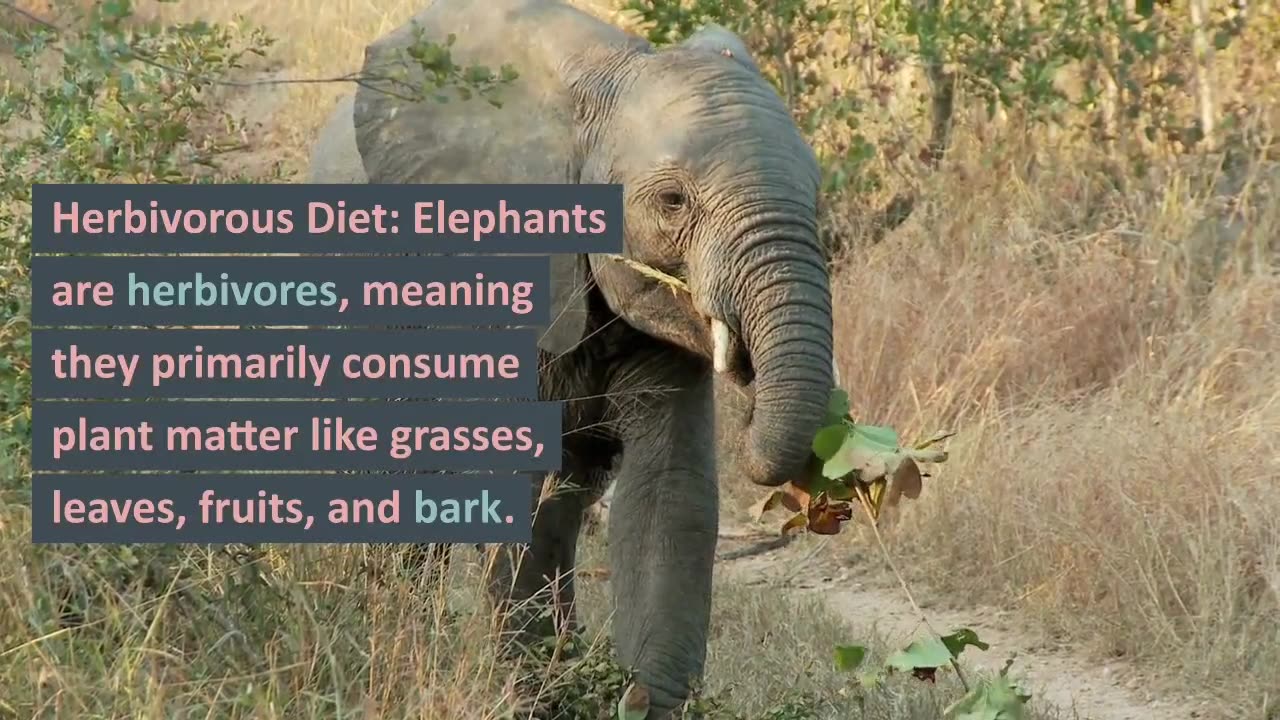 Fact about elephants || elephants are the largest land animal