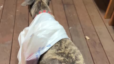 Dog Delivers Groceries To Neighboring House