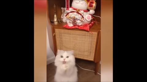 Funny Animal Videos 2