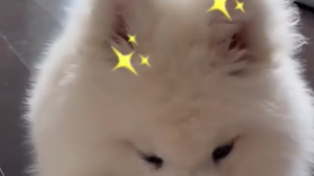 Samoyed's smile is still so healing!