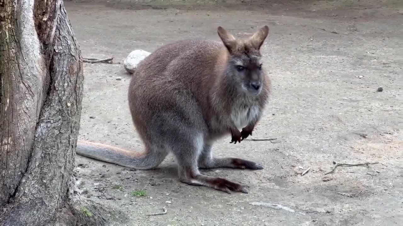 Little knowledge about kangaroos