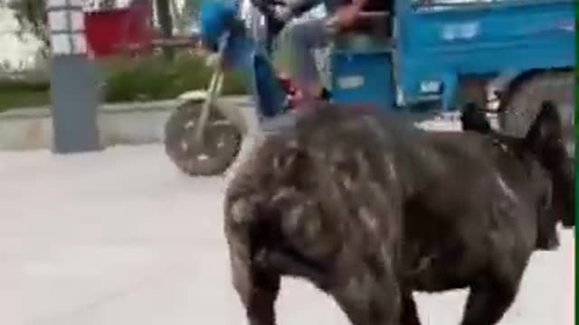 Skateboarding dog