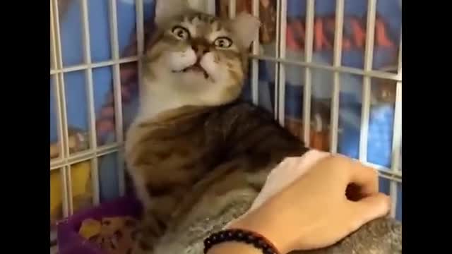 HOLDING YOUR LAUGH Funny Cats Life