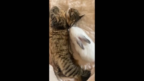 It's Sleeping time - best buddy Cute Cate and Rabbit